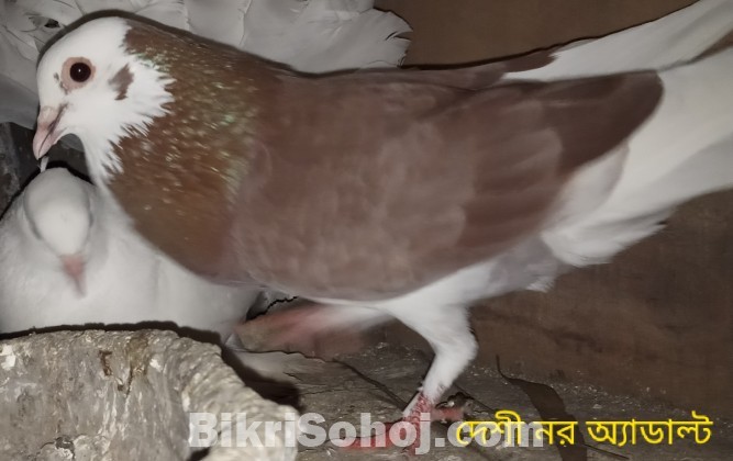 কবুতর(pigeon) ????